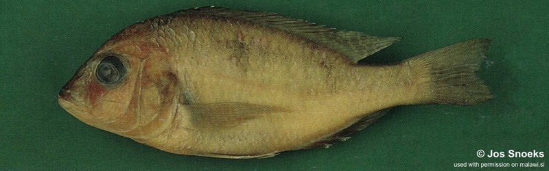 Otopharynx sp. 'tetraspilus molariform' Chipoka